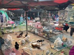 -中环花鸟鱼虫市场