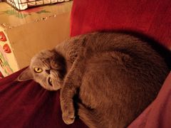 -魏家凉皮(梨园店)