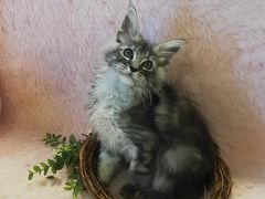 -十年猫舍·猫咪专门店(普陀店)