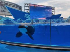 -上海海昌海洋公园