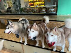 -Husky Go! 哈士奇体验馆·宠物咖啡厅狗咖