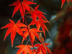 -上海滨江森林公园