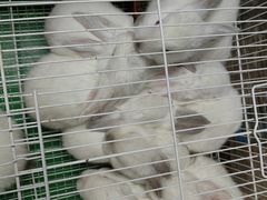 -桂林市花鸟市场