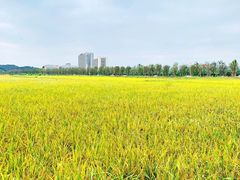 -光明小镇欢乐田园
