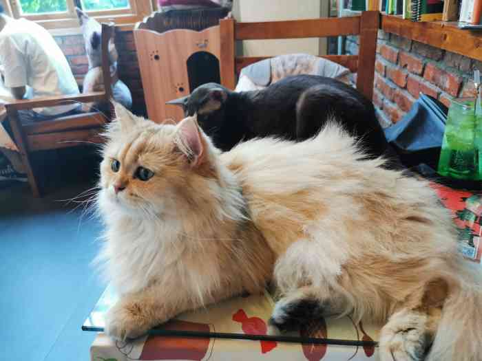 neargo猫岛咖啡馆(广八路店)-"17年年中在小伙伴的安利下 来这家猫猫