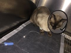 -伟伟宠物医院·CT影像中心·瑞派犬猫综合性门诊(汉口总院)