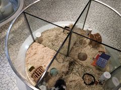-momokira米努特·德文卷毛猫·棉花面纱犬