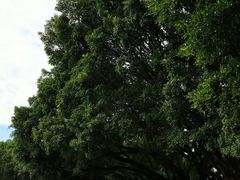 -东莞植物园