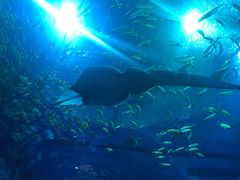 -成都浩海立方海洋公园