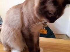 树莓双重芝士蛋糕-猫在这儿猫咪咖啡馆·撸猫馆