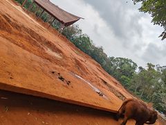 -海南热带野生动植物园
