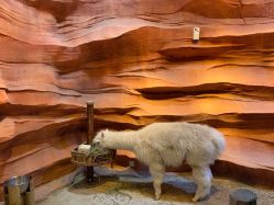 -酷嗒动物文化乐园(cutezoo西溪乐天城店)