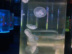 -沙沙哗啦海洋馆(华宇百花谷店)