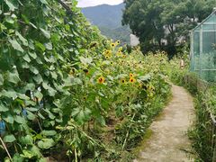 -新安江山水画廊风景区