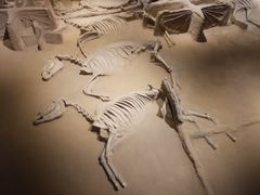 -洛阳周王城天子驾六博物馆