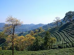 -十八棵（老龙井）御茶园(老龙井店)
