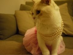 iphone_upload_pic-Bastet sally猫舍购宠(静安店)