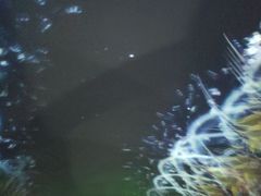 -贝壳梦幻世界
