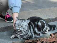 -龙华素斋(龙华路店)