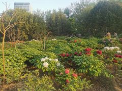 -莲花池公园