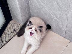-小猫来了·猫舍(红山六九七九店)