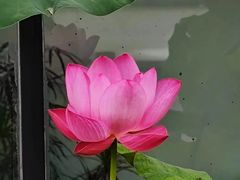 -罔极寺