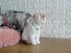 -平行世界·猫咖(首经贸店)