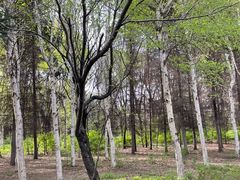 -长春市南湖公园