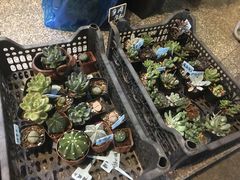 -花草间花行(法华镇路店)
