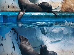 -泉城欧乐堡海洋极地世界