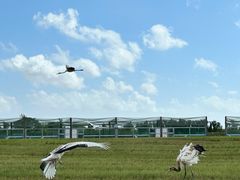 -盐城丹顶鹤湿地生态旅游区