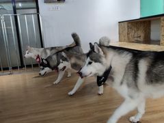 -Husky Go! 哈士奇体验馆·宠物咖啡厅狗咖