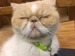 -喵园·猫主题咖啡厅·撸猫·猫咖(国贸店)