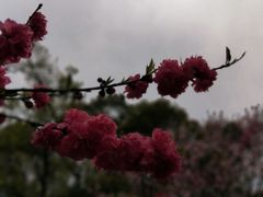 -桃花岛景观公园