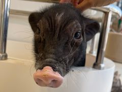 -怪兽屋·羊驼·猫咖·狗咖(俊华广场店)