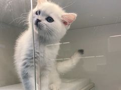 -lincat·猫舍(广州店)