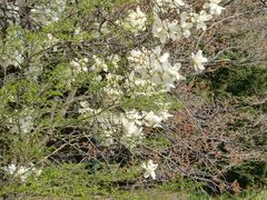 -北海道厅旧本厅舍(旧本庁舎)