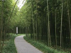 -黄海国家森林公园