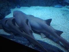 -烟台海昌鲸鲨海洋公园