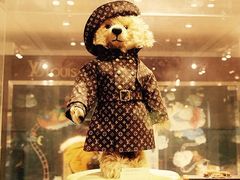 -济州岛泰迪熊博物馆