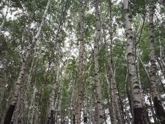 -塞罕坝国家级自然保护区