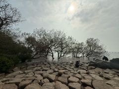 -宝安西湾红树林湿地公园