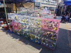 -中环花鸟鱼虫市场