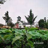 茶园发呆