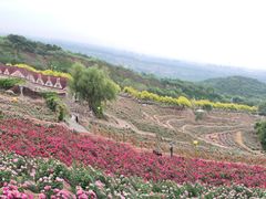 -密云玫瑰情园