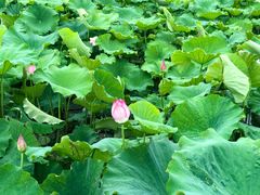 -荷塘月色湿地公园·向阳花洲