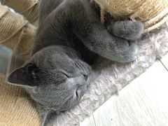 -喵的天空名猫咖啡馆·撸猫·猫舍·用品