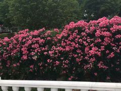 -武汉紫薇都市田园