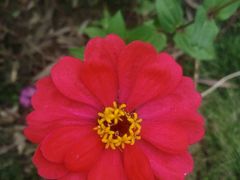 -瑶湖郊野森林公园