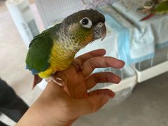 -吉丁鸟咖·异宠·寄养